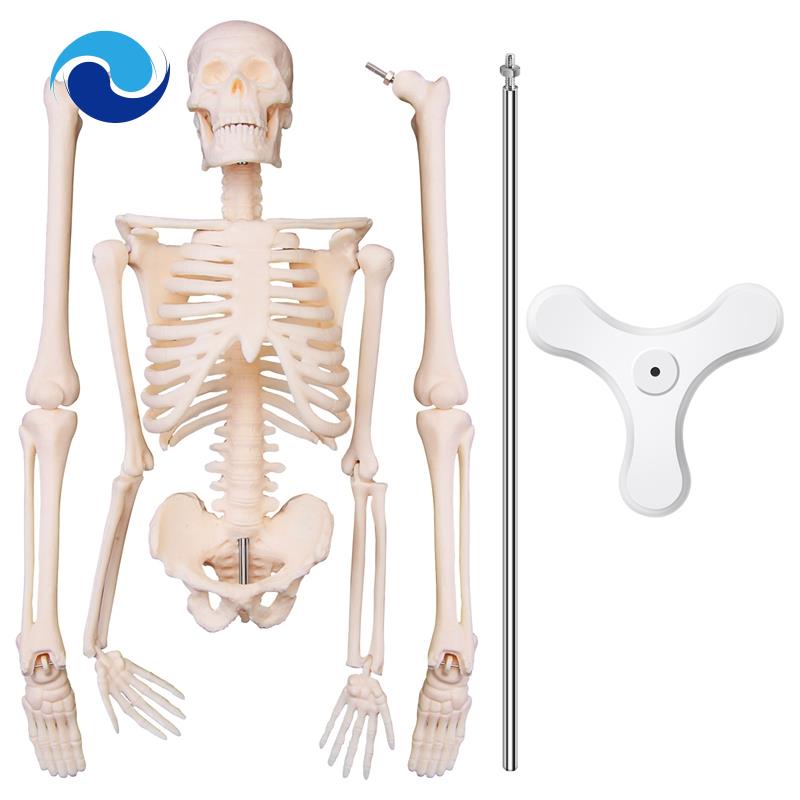 Mô Hình Bộ Xương Giải Phẫu Học Người 45CM
