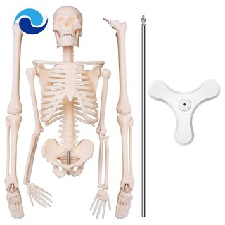 Mô hình bộ xương giải phẫu học người 45cm