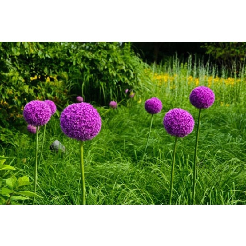 Củ hoa cầu tuyết giá sỉ 6k