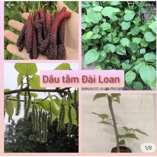 Cây dâu tằm đài loan quà dài, cây giống dâu quả dài, thân cao 30-50cm