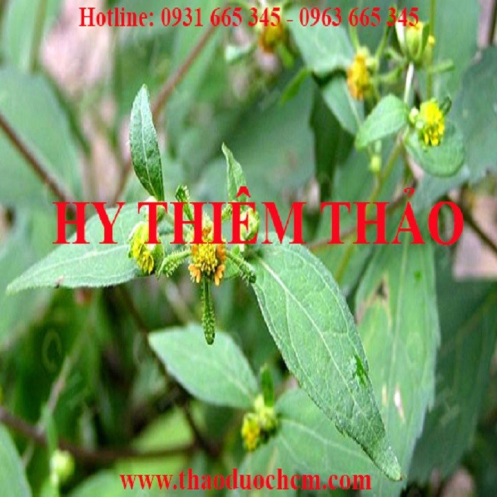 Hy thiêm thảo khô 1kg