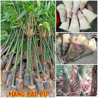 Cây giống tre lấy măng tre bát độ freeship extra + hoàn xu extra ]