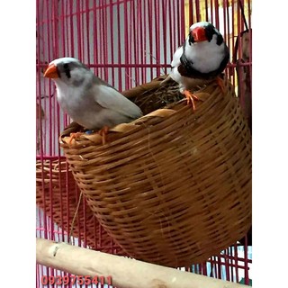 Tổ chim chào mào tổ chim sắc nhật tổ chim chích chèo tổ chim manh manh tổ chim finch tổ chim yến hót tổ gà rutin