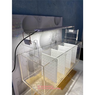 Bể cá betta, Bể cá Acrylic, Bể cá vách ngăn