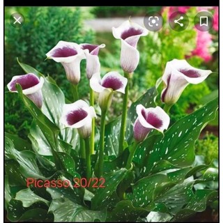 🍀HÀNG ĐẸP🍀Củ hoa Rum đủ màu