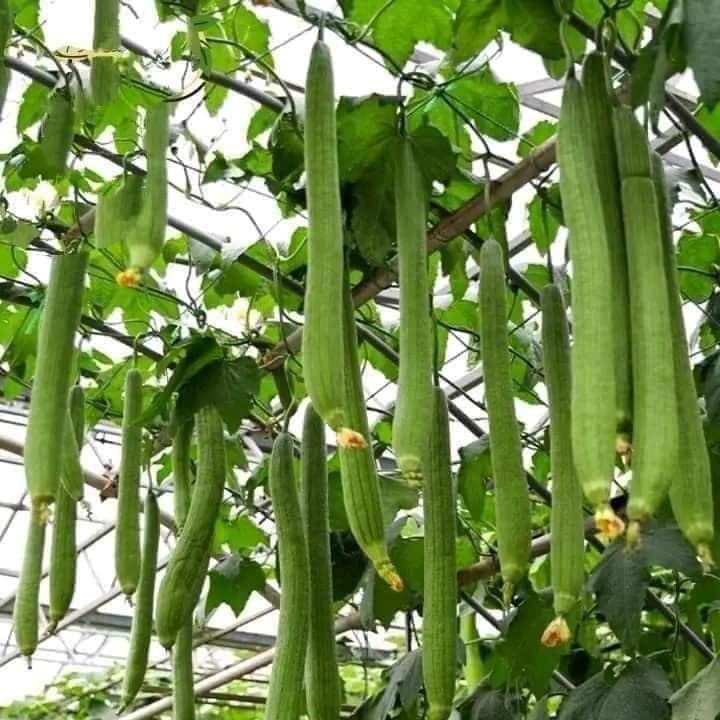 GÓI 10 HẠT GIỐNG MƯỚP HƯƠNG THÁI SIÊU DÀI - SIÊU TRÁI  GÓI 10 HẠT - BẠN CỦA NHÀ NÔNG