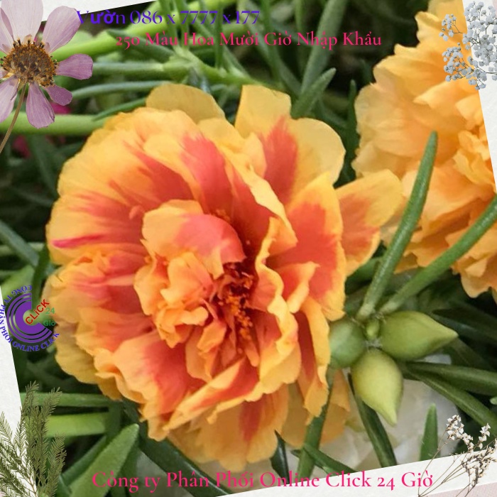 Hoa Mười Giờ Thái Kép Màu Vàng Mật Ong Cành Giống Bộ Sưu Tập Hơn 30 Màu Tiểu Hoa Hồng