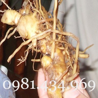 Gừng Gió (Gừng Rừng, Gừng Dại, Ngải Xanh) 01KG Mới