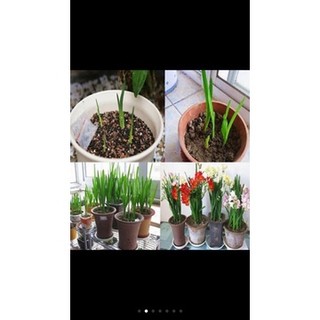 Củ hoa lan nam phi đủ màu