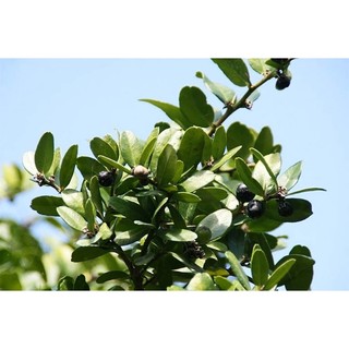 Cây Quýt gai - cây giống