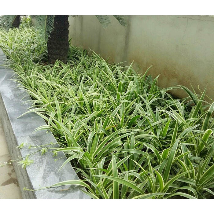 1 khóm Cây giống dây nhện/ lan chi