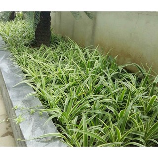 1 khóm Cây giống dây nhện/ lan chi
