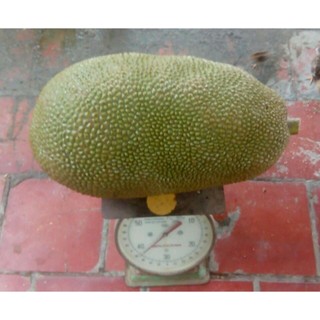 CÂY GIỐNG MÍT MẬT ( cây ghép siêu sớm) ( era town duc khai)