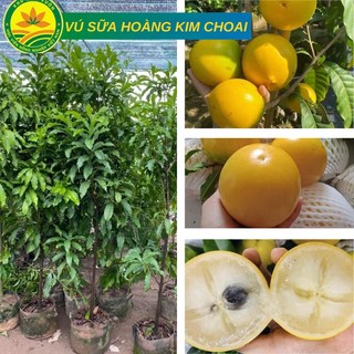 Cây Vú Sữa Hoàng Kim choai cao từ 1m- 1,2m quả mọng siêu sai trái, cây khỏe