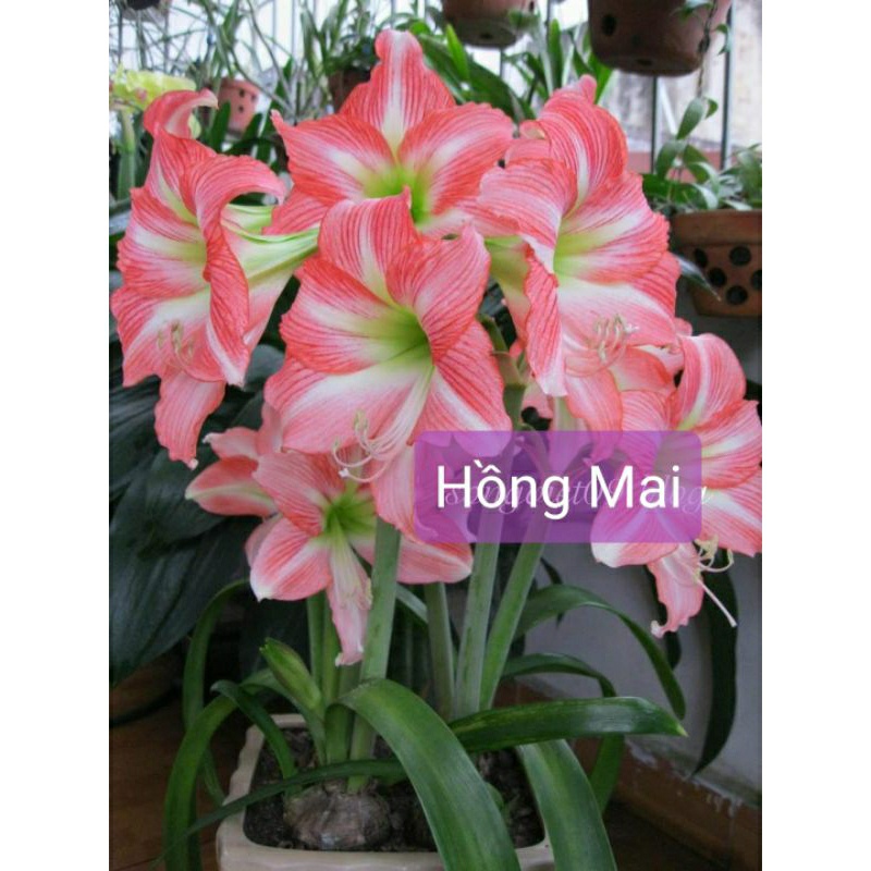 Củ lan huệ Hồng Mai size 3-4 cm