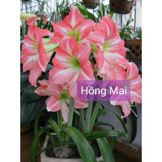 Củ lan huệ hồng mai size 3-4 cm