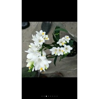Củ hoa lan nam phi đủ màu