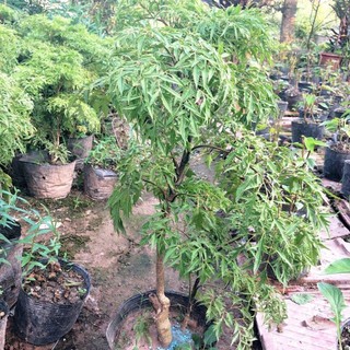 Cây giống đinh lăng nếp lá nhỏ cây khỏe mạnh