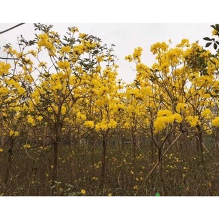 CÂY PHONG LINH TÍM,VÀNG, (CHUỒNG VÀNG NÚI)