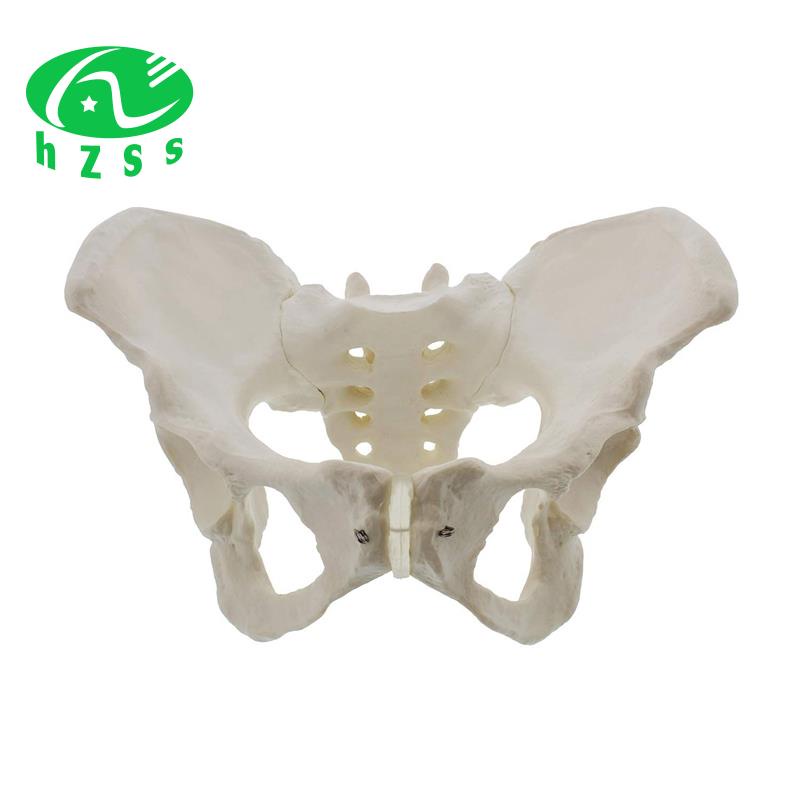 Kích thước cuộc sống Mô hình xương chậu nữ ; Mô hình hông - Mô hình giải phẫu nữ , Mô hình xương chậu hông Mô hình giải phẫu nữ