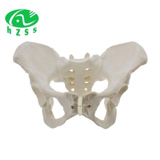 Kích thước cuộc sống Mô hình xương chậu nữ ; Mô hình hông - Mô hình giải phẫu nữ , Mô hình xương chậu hông Mô hình giải phẫu nữ