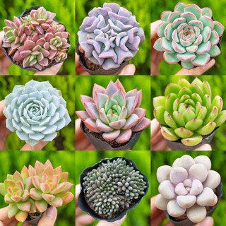 Hạt giống cây sen đá mix  -