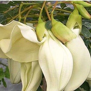 2gr HẠT GIỐNG CÂY SO ĐŨA (vườn ươm eakamart )