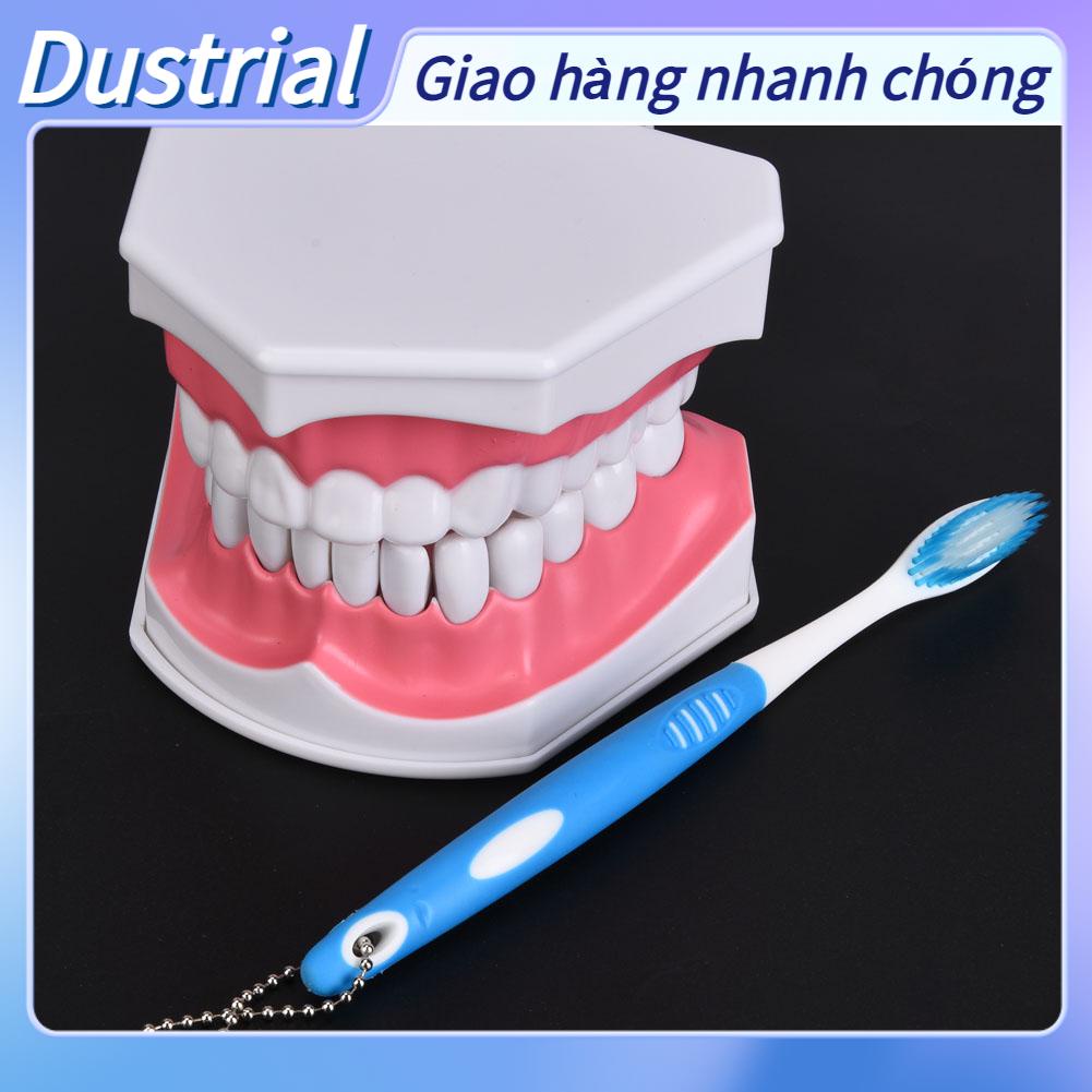 Dustrial Nha Khoa Giảng Dạy Răng Mô Hình Với Bàn Chải Đánh Giáo Dục Trẻ Em Chăm Sóc Miệng