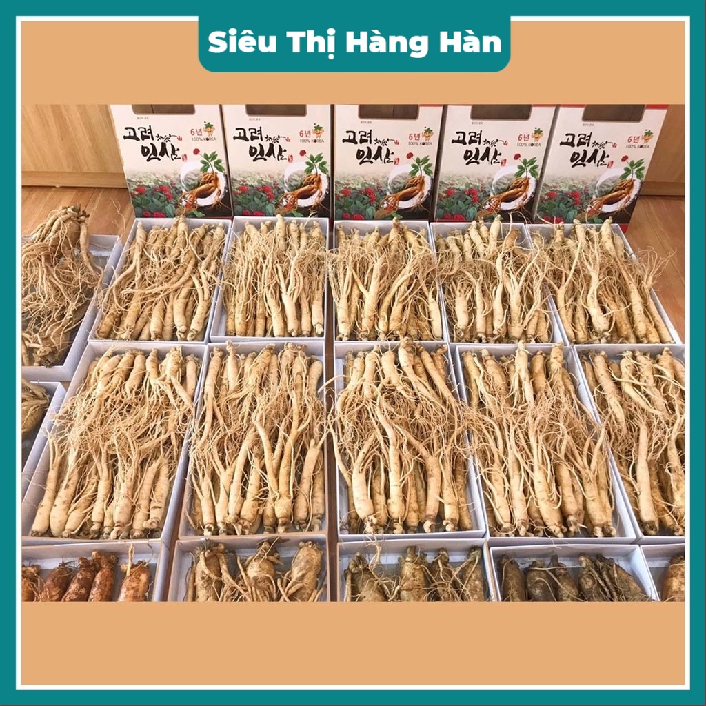 NHÂN SÂM GÀ TƯƠI LOẠI 25_30 CỦ\KG Chuẩn Hàn Quốc _ Hầm Nấu Bồi Bổ Sức Khỏe