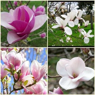 Hạt giống hoa mộc lan mix  -