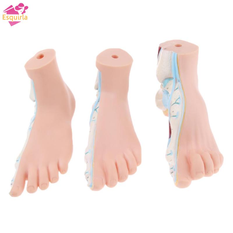 Esquirla Mô Hình Bàn Chân Người Độc Đáo Tỉ Lệ 1: 1