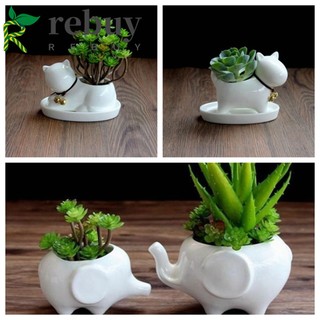 Chậu cây gốm sứ trồng hoa hình con mèo để bàn