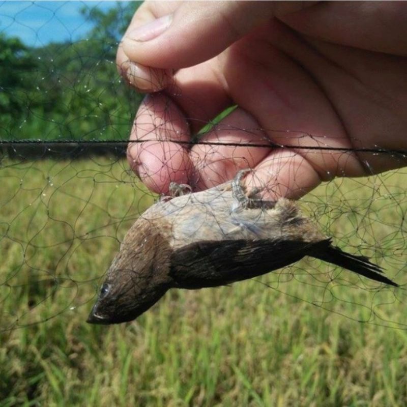 Lưới_bẫy_chim_tàng_hình_đủ_loại_cao_5m_dài10m_60m