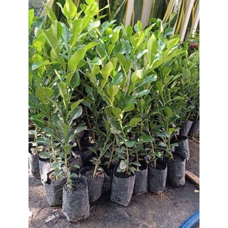Cây giống Chanh thái não người lá số 8