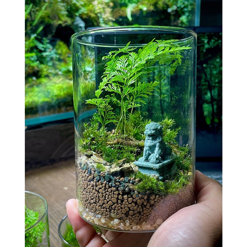 Dung dịch dinh dưỡng cho terrarium, bán cạn, tiểu cảnh và các cây dưới nước