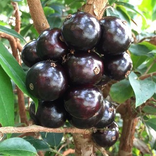 [Nhu_Mai_Garden]Cây Nho Thân Gỗ Tứ Quý