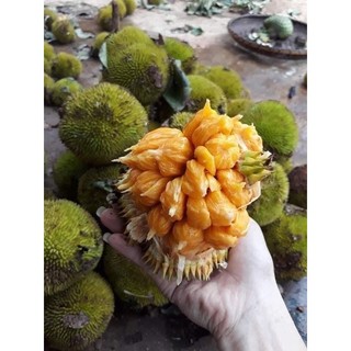 Mít tí hon ấn độ qủa nhỏ siêu thơm