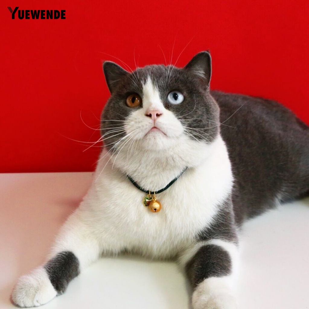 Vòng Cổ Dễ Dàng Điều Chỉnh Cho Thú Cưng