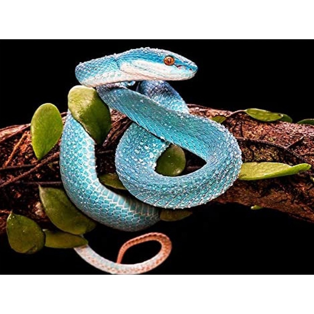 Bộ Tranh Đính Đá 5D Hạt Vuông 30 * 40 CM Kèm Phụ Kiện Tự Làm Hình Động Vật / Rắn / Tròn 5D Dễ Thương 30 * 40Cm DZDP15968