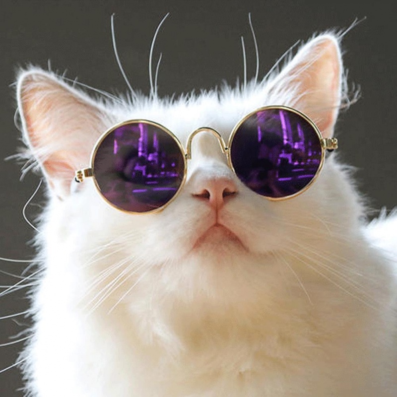 1 Kính Mát Hình Mắt Mèo Dễ Thương Dùng Chụp Ảnh Cho Thú Cưng Mắt Kính Trang Trí Chụp Ảnh Cần Thiết Cho Thú Cưng Dễ Thương