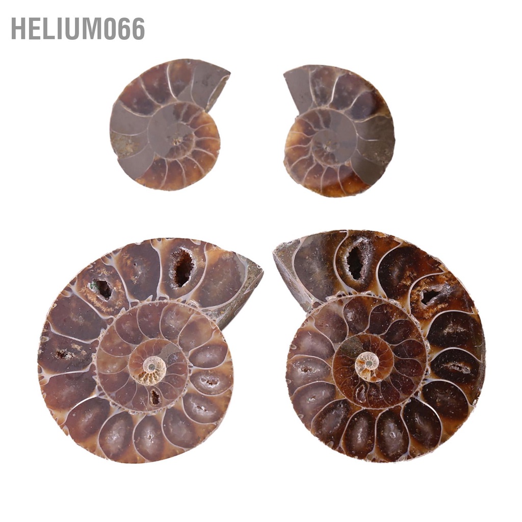 Helium066 2 chiếc Mẫu vật hóa thạch Ammonite Vỏ đá tự nhiên và khoáng chất Madagascar