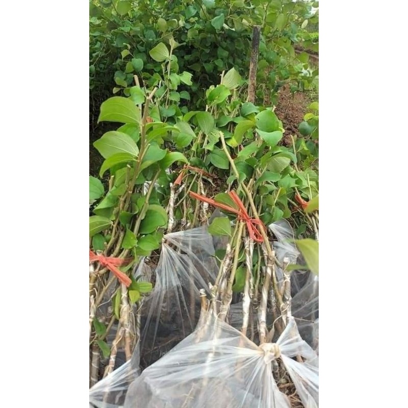 Cây giống TÁO THÁi siêu ngọt F1. 6 tháng cho quả