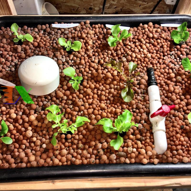 HẠT ĐẤT NUNG POOPER Siêu hút thấm nước, trang trí rải bề mặt đất kiểm soát dinh dưỡng cho sen đá, xương rồng