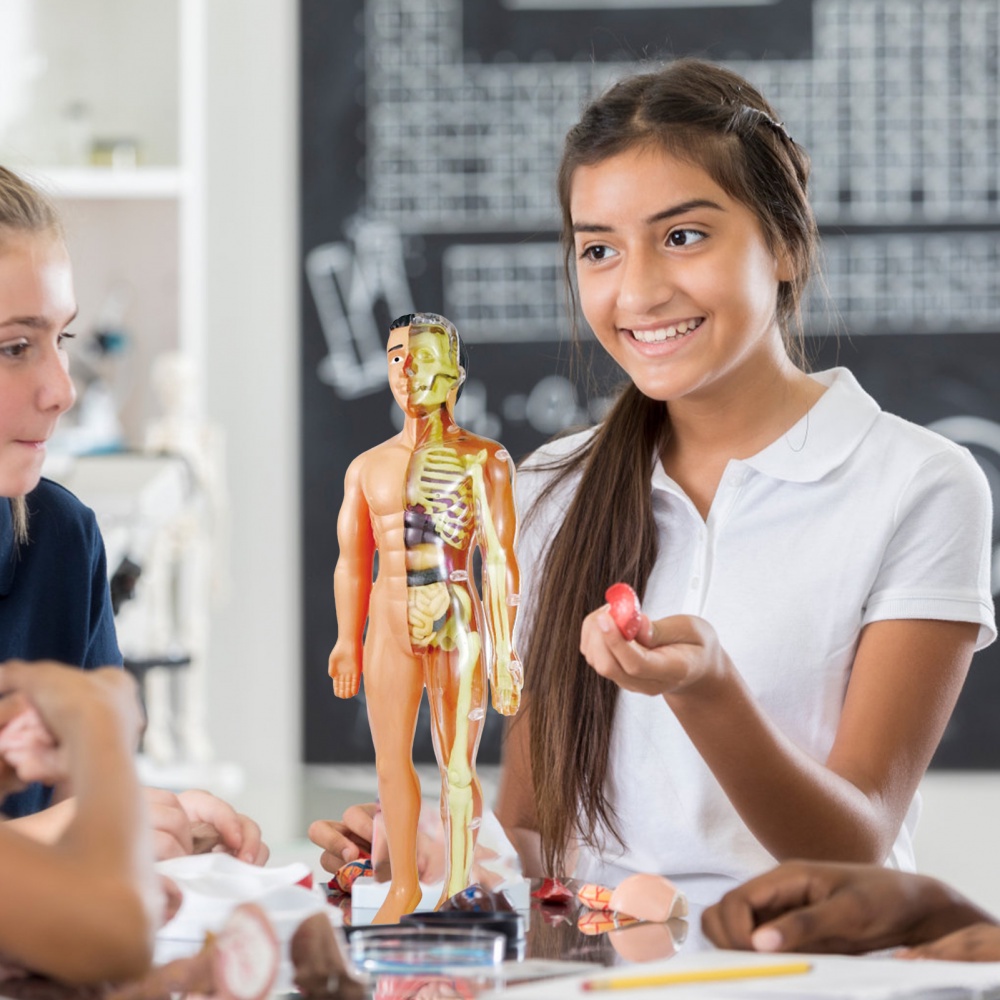 HUMAN BODY MODEL 28CM ANATOMY DISPLAY ORGAN ASSEMBLY HUMAN SKELETON SET SCIENCE SAINS MODEL