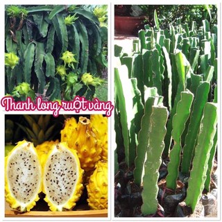 Cây giống thăng long ruột vàng vỏ vàng