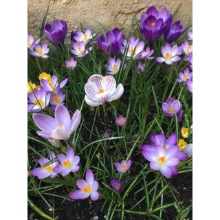 1 Củ hoa nghệ tây saffron