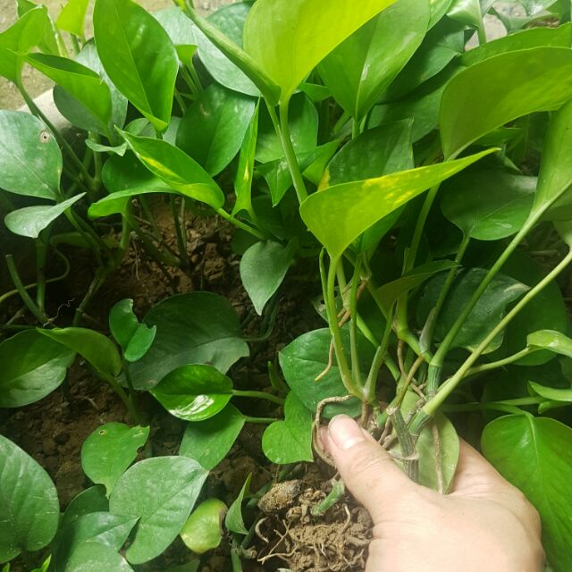  Cây trầu bà