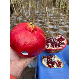 Cây Giống Lựu PeRu ( chuẩn giống) (được kiểm tra hàng có bảo hành)