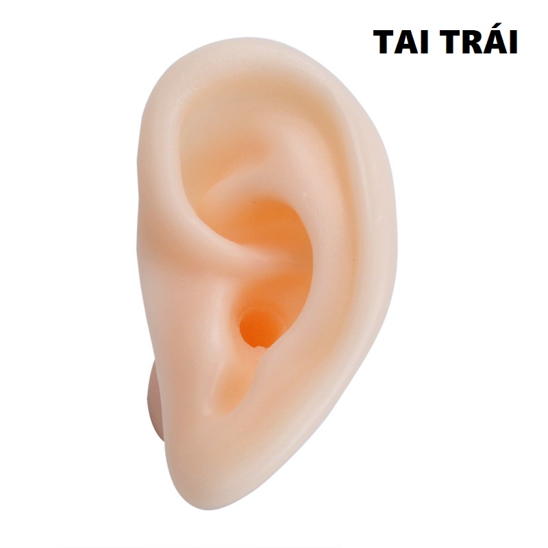 Mô Hình Tai Giả Silicon Chuyên Để Học Ráy Tai
