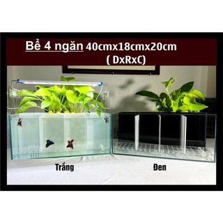 Bể nuôi cá betta 4 ngăn có hệ thống lọc bể kính vách mica
